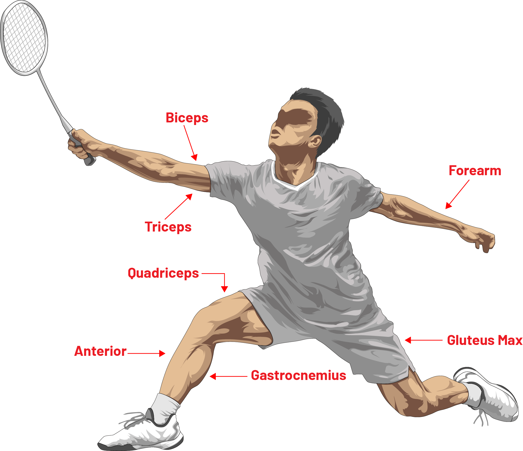 Muscle recruitment with different types of rackets in badminton.
